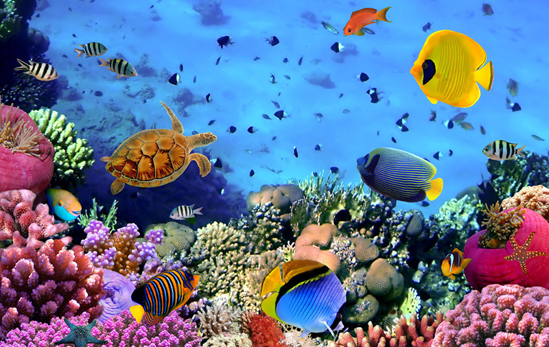 夢幻水族館中文版截圖
