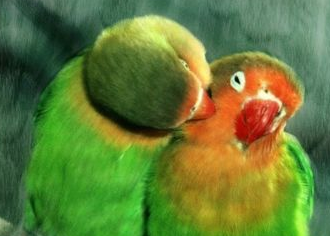 Corel Painter 11繪畫軟件