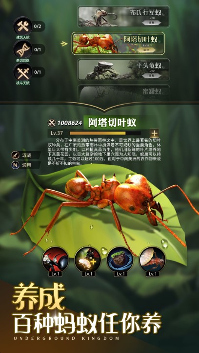 小小蟻國超強福利版下載