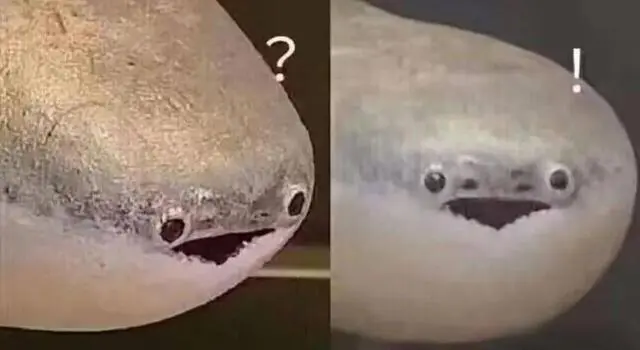飼養一只薩卡班甲魚