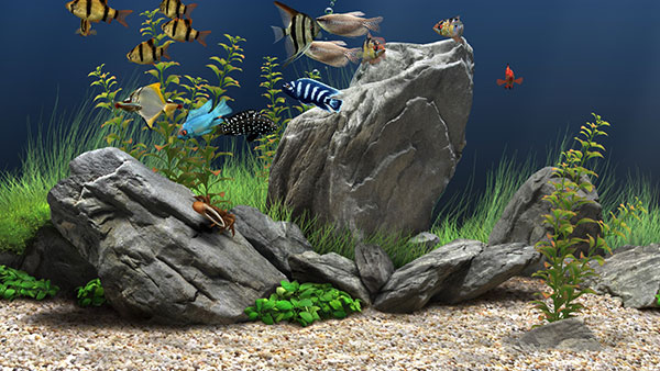 Dream Aquarium(屏幕保護程序)